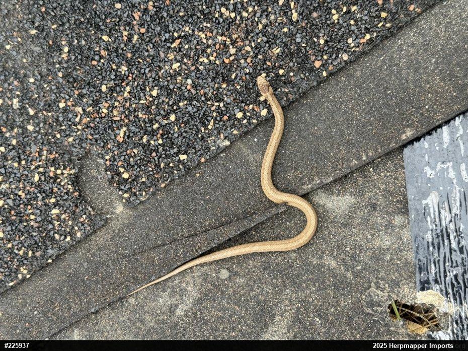 Dekay's Brownsnake