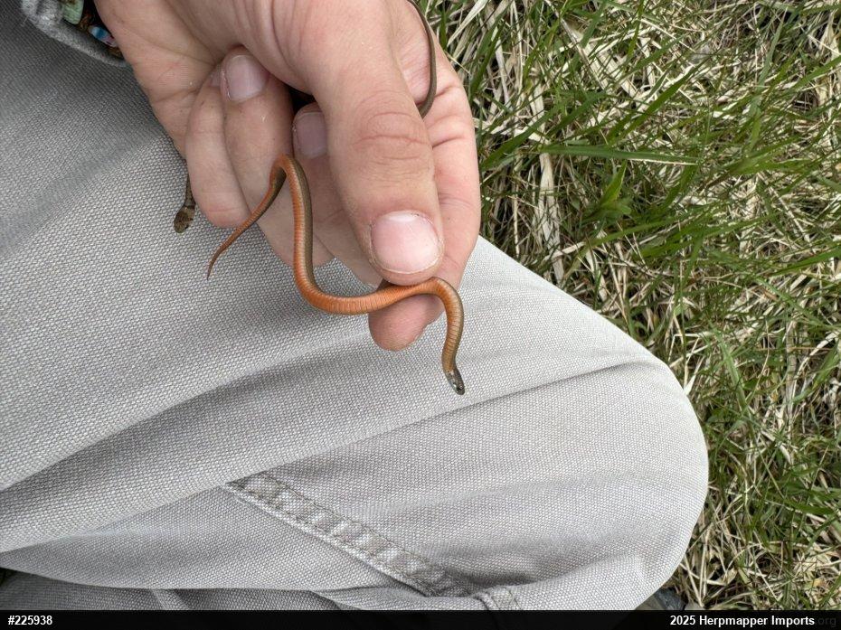 Red-bellied Snake