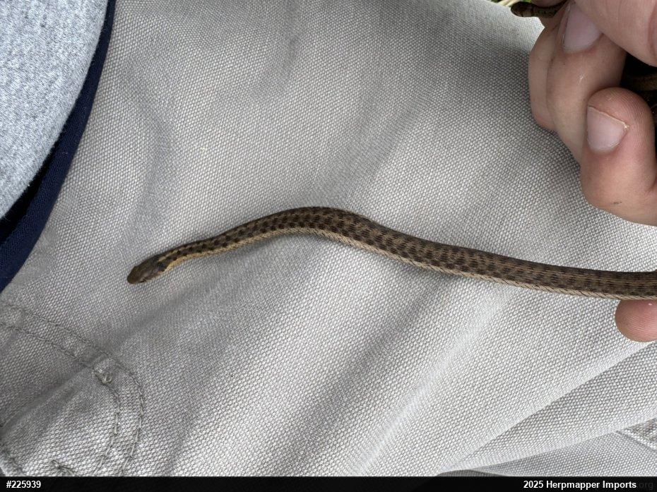 Eastern Gartersnake