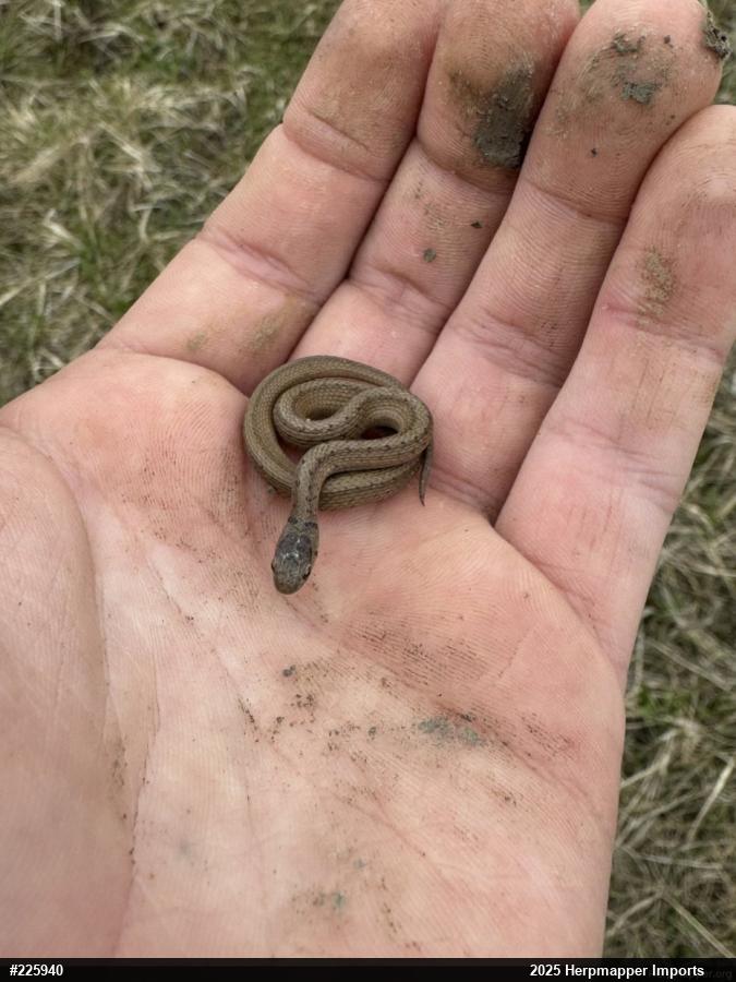 Dekay's Brownsnake