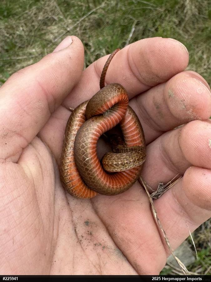 Red-bellied Snake