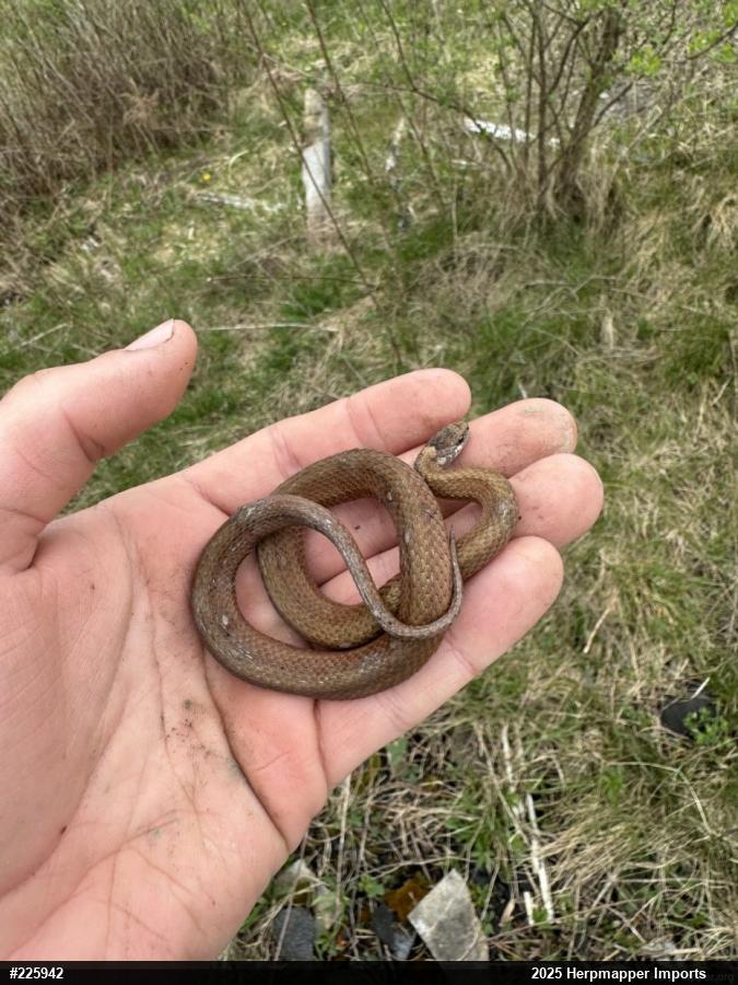 Red-bellied Snake