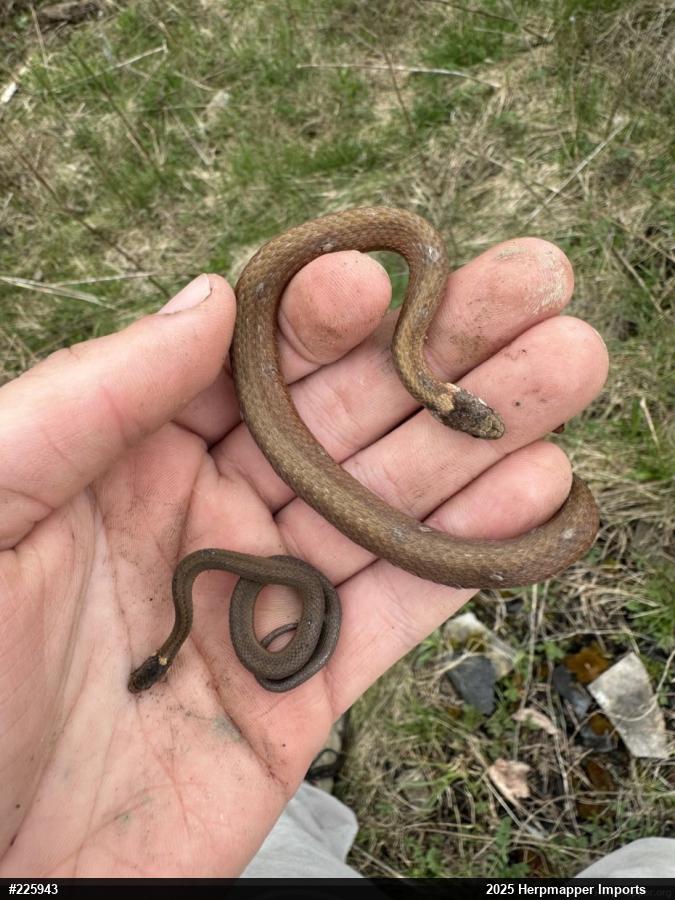 Red-bellied Snake