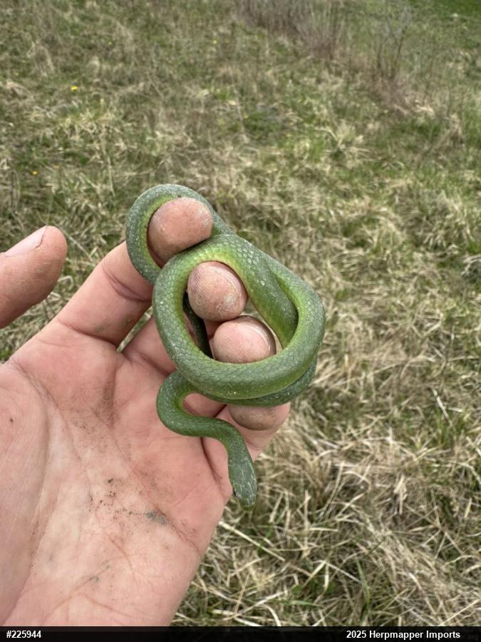 Smooth Greensnake