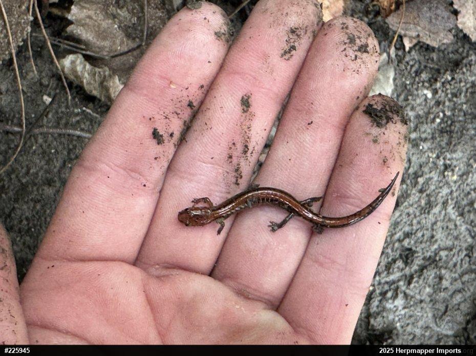 Eastern Red-backed  Salamander