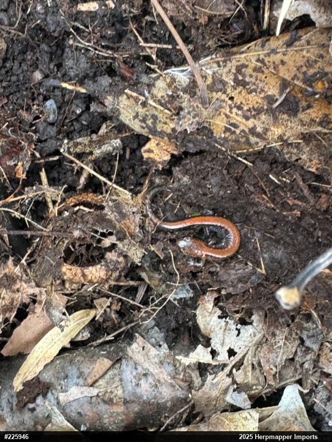 Eastern Red-backed  Salamander