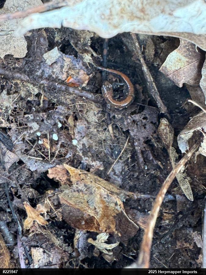 Eastern Red-backed  Salamander