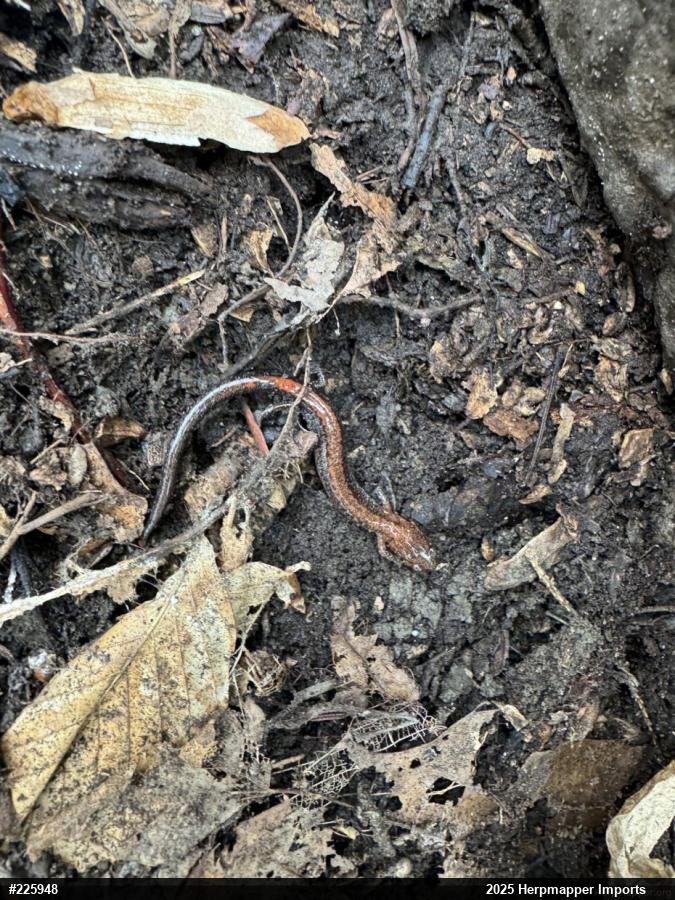 Eastern Red-backed  Salamander