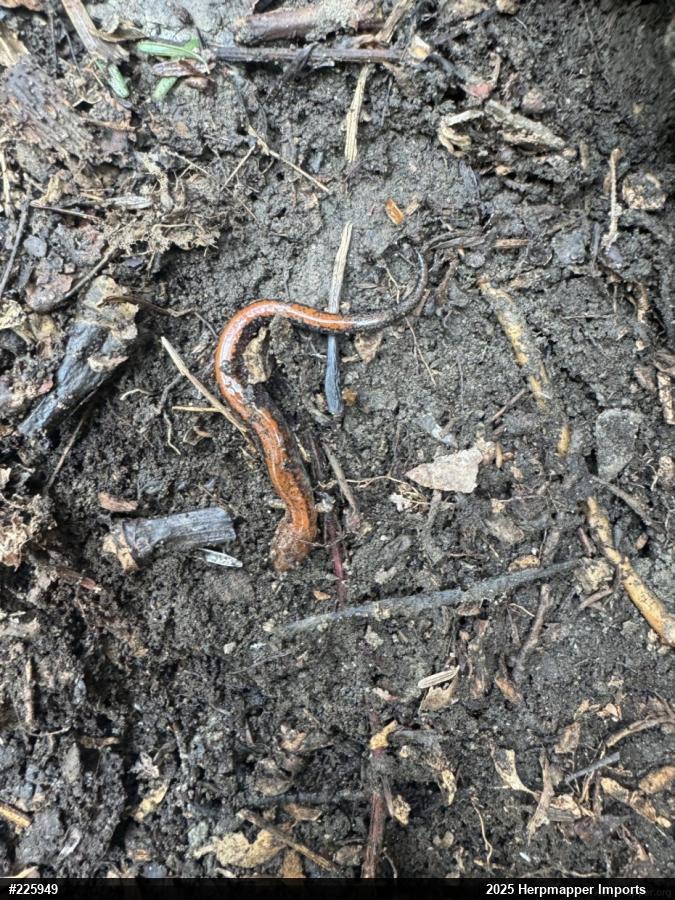 Eastern Red-backed  Salamander