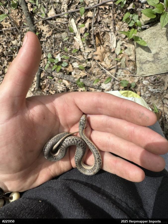 Eastern Gartersnake