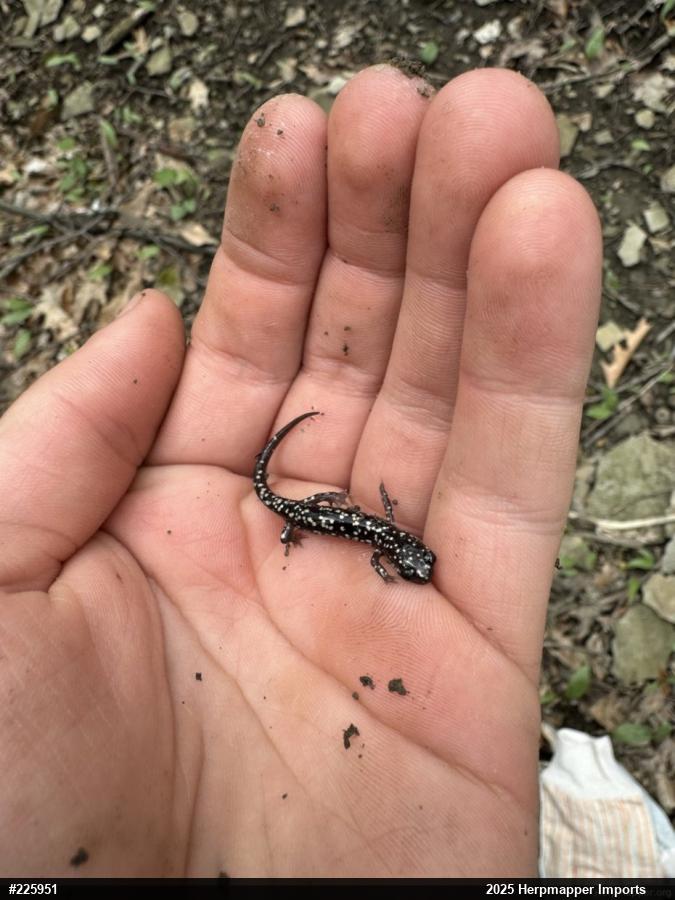 Northern Slimy Salamander