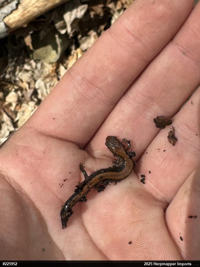 Eastern Red-backed  Salamander