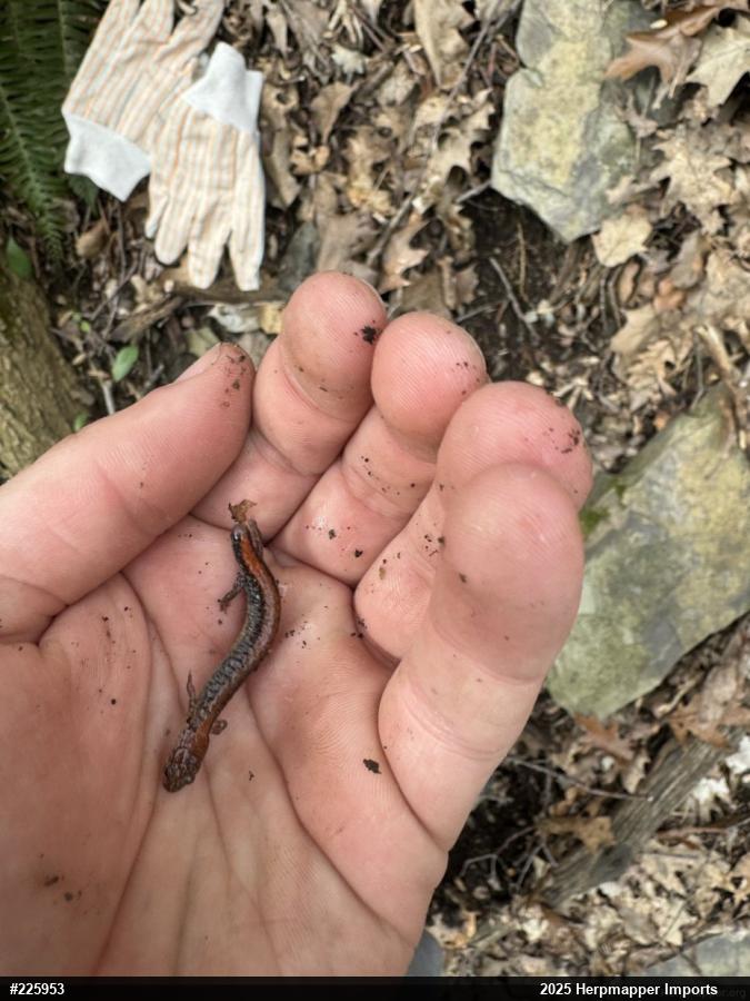 Eastern Red-backed  Salamander