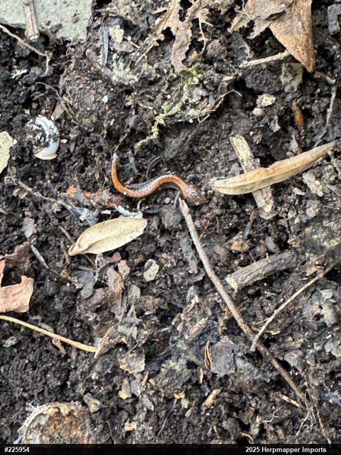 Eastern Red-backed  Salamander
