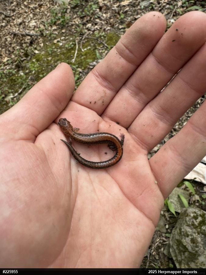 Eastern Red-backed  Salamander