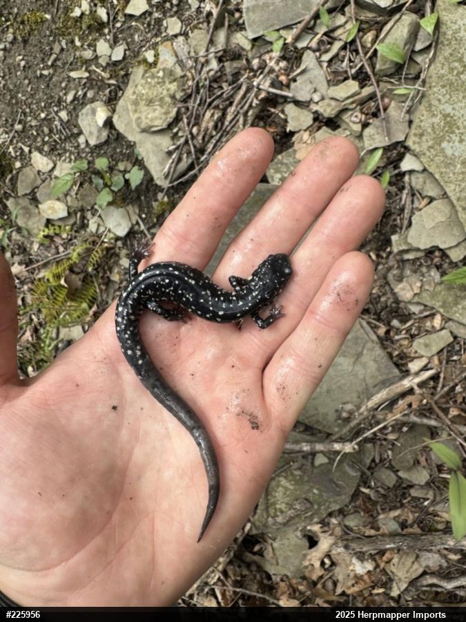 Northern Slimy Salamander