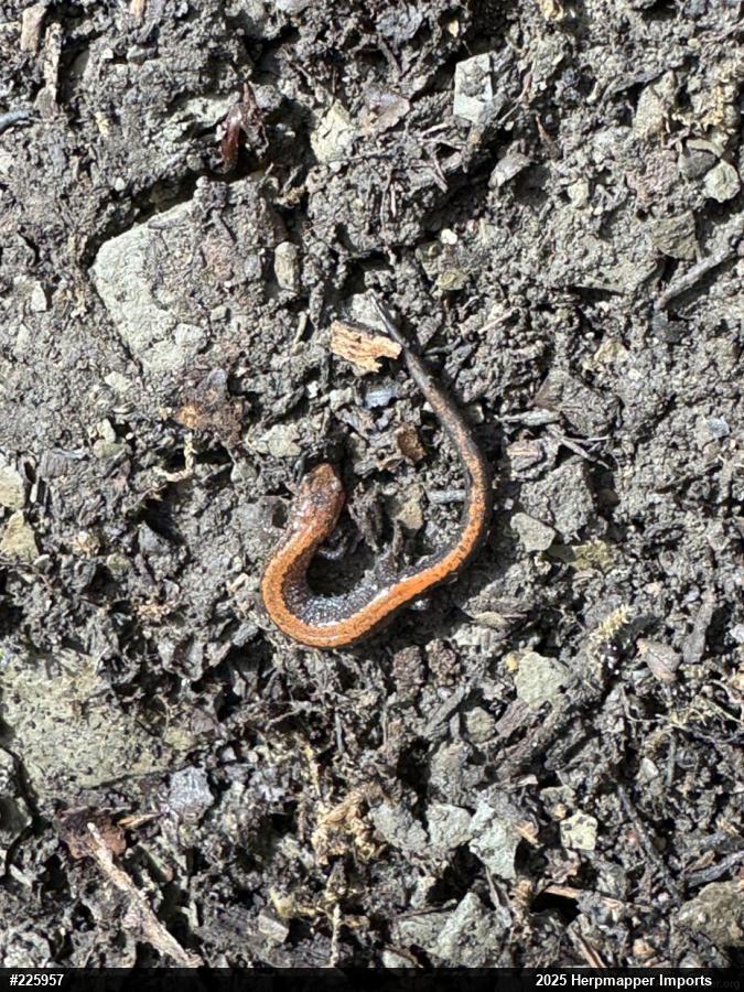 Eastern Red-backed  Salamander