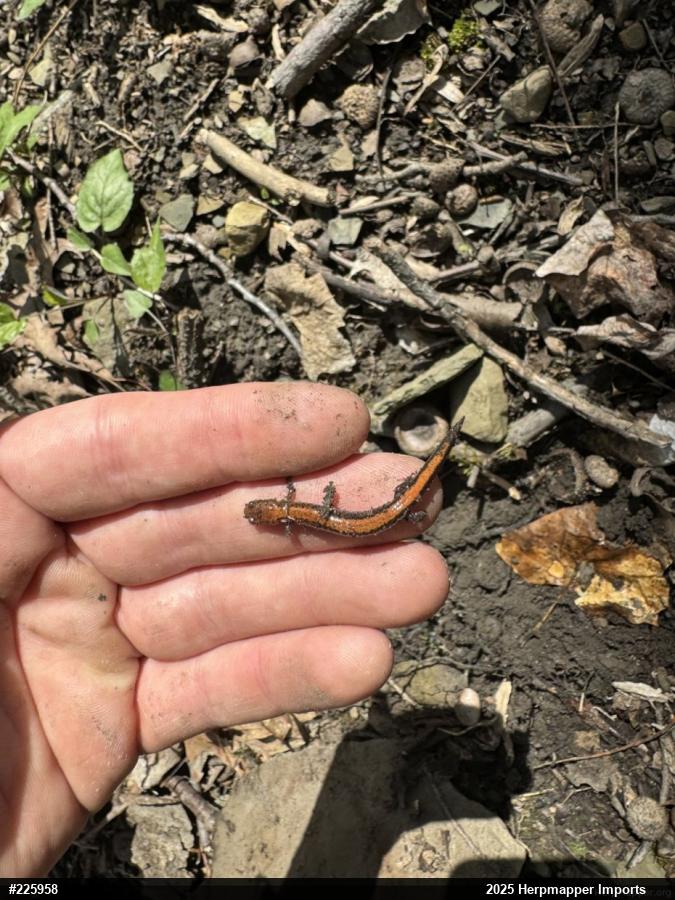 Eastern Red-backed  Salamander