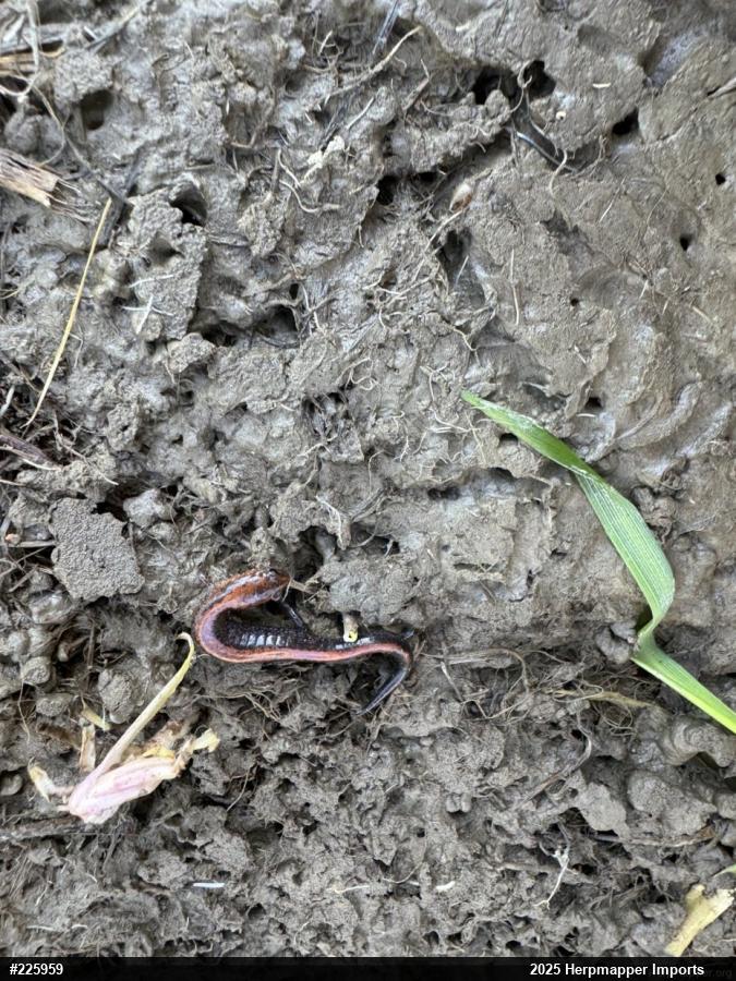 Eastern Red-backed  Salamander
