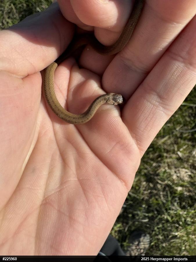 Dekay's Brownsnake