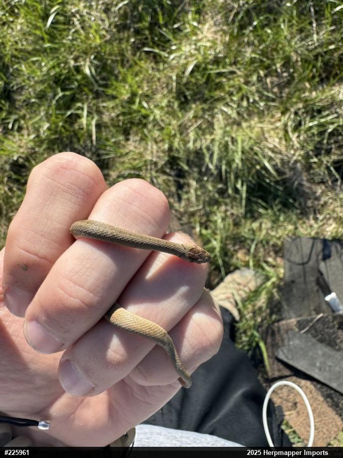 Dekay's Brownsnake