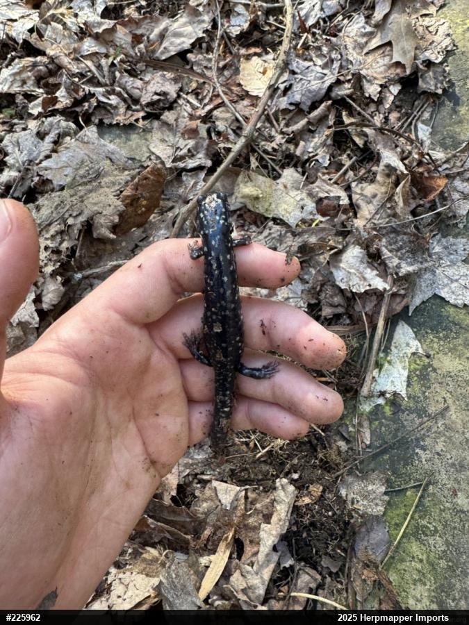 Northern Slimy Salamander