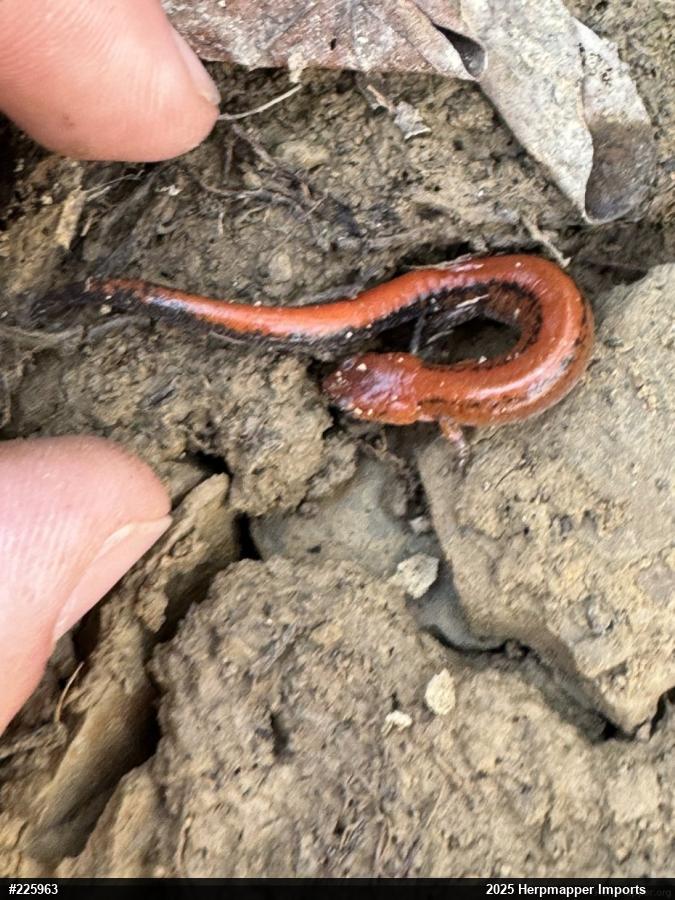 Eastern Red-backed  Salamander