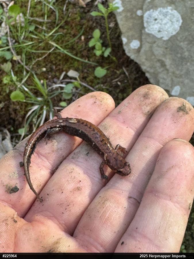 Allegheny Mountain Dusky Salamander