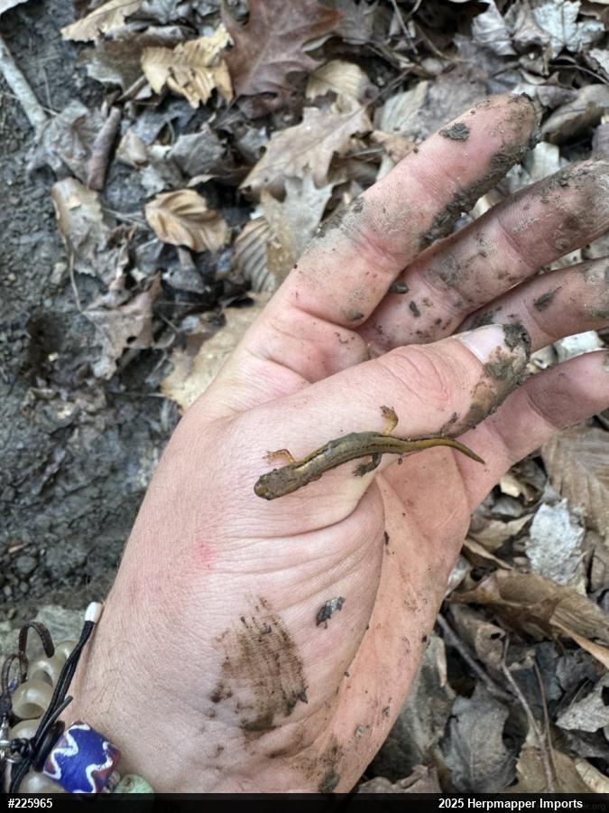 Northern Two-lined Salamander