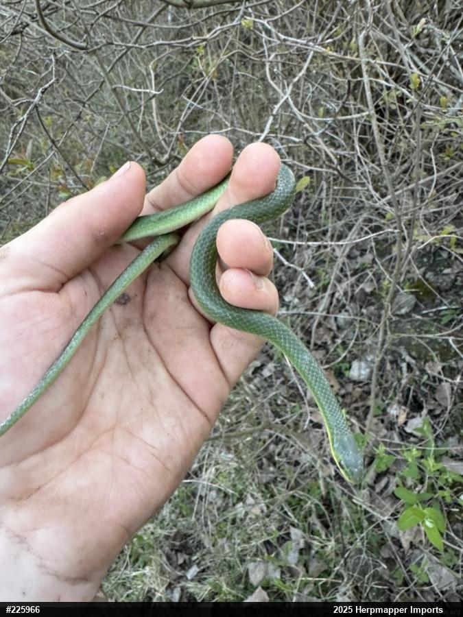 Smooth Greensnake