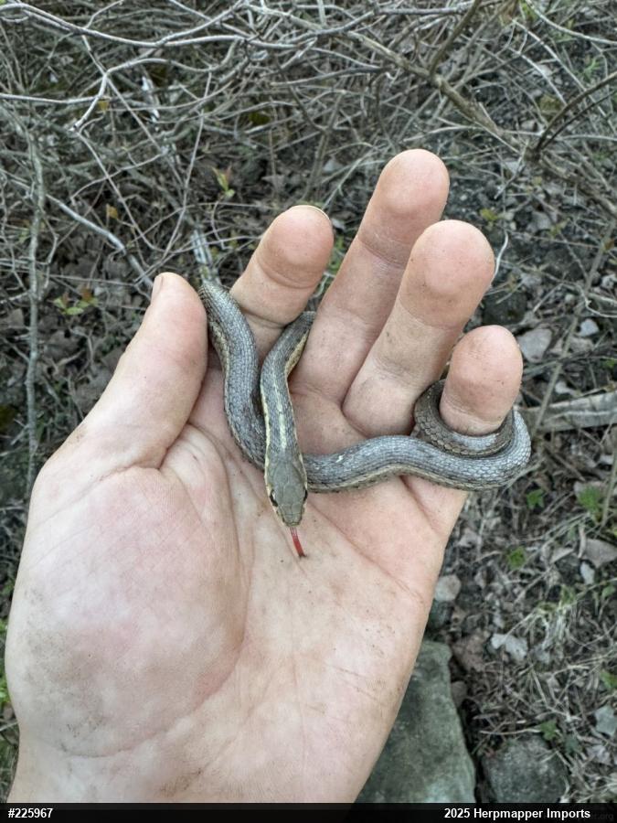 Eastern Gartersnake