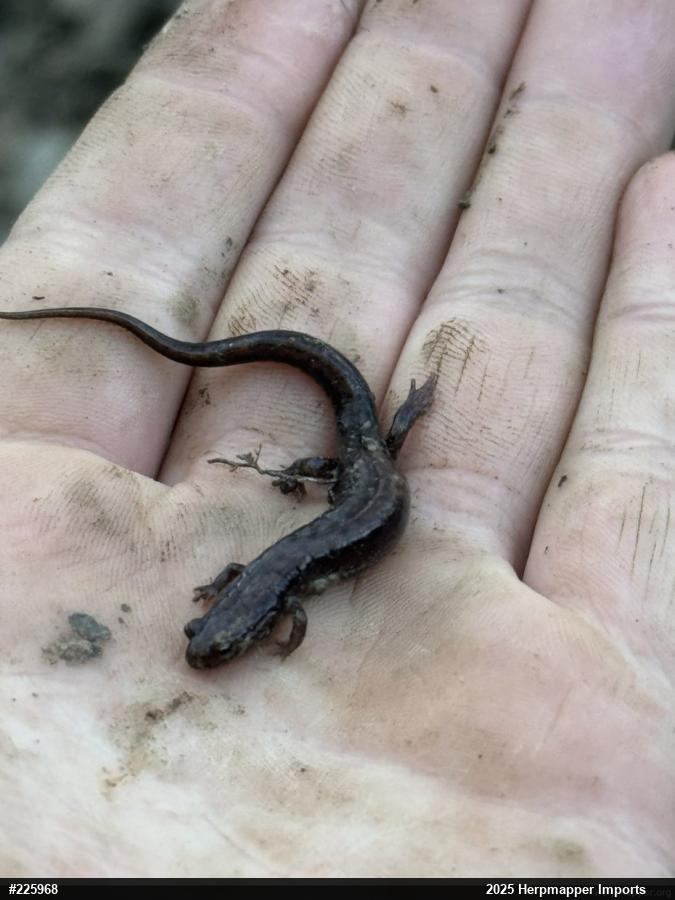 Allegheny Mountain Dusky Salamander