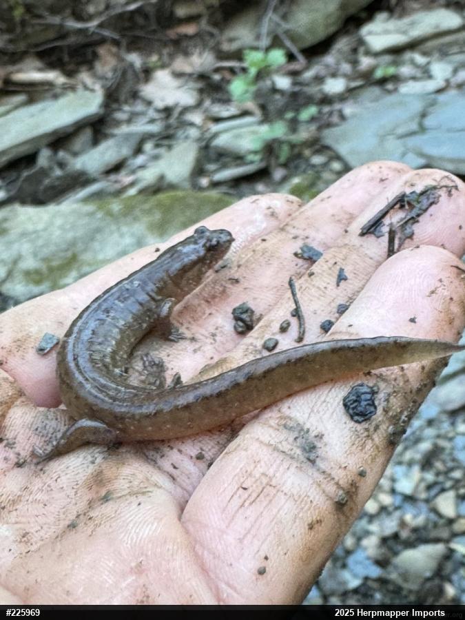 Northern Dusky Salamander