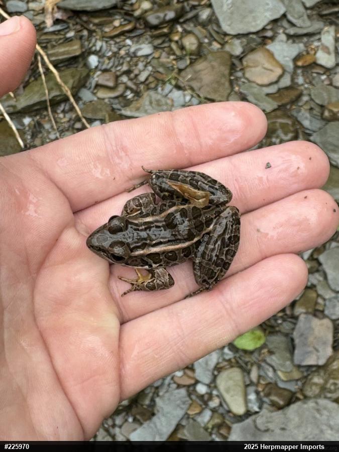 Pickerel Frog