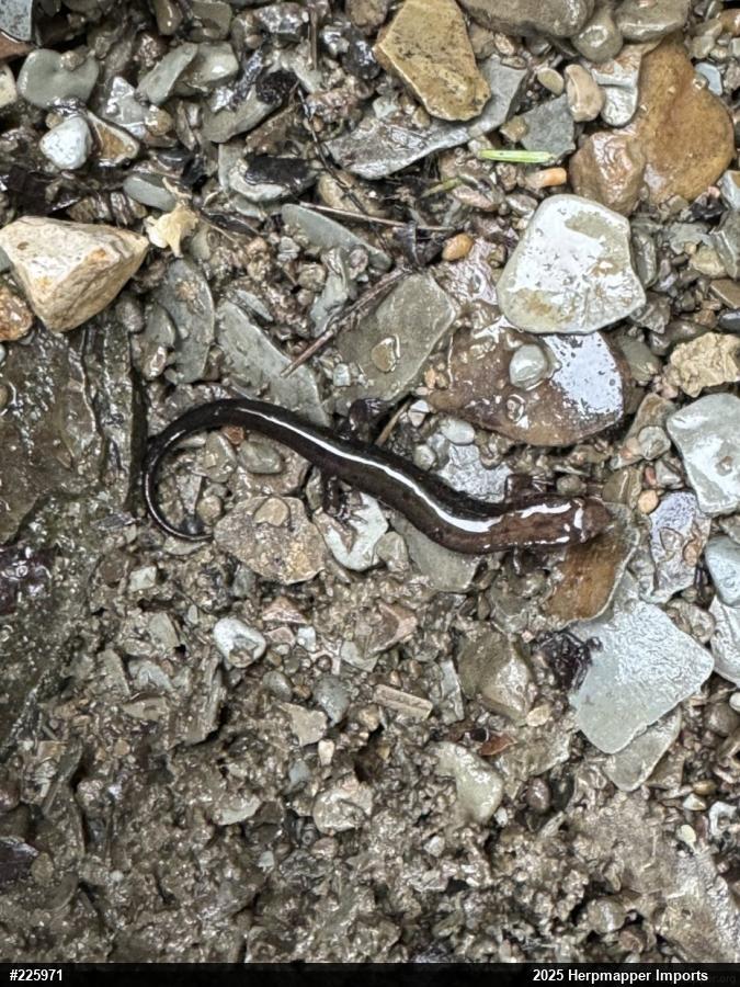 Allegheny Mountain Dusky Salamander