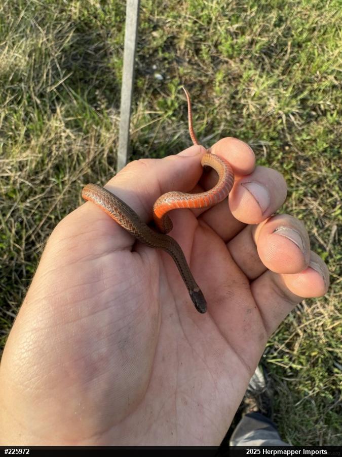 Red-bellied Snake