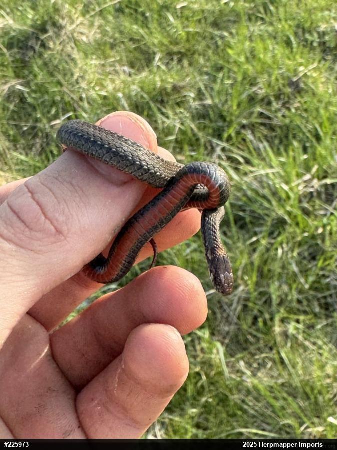 Red-bellied Snake