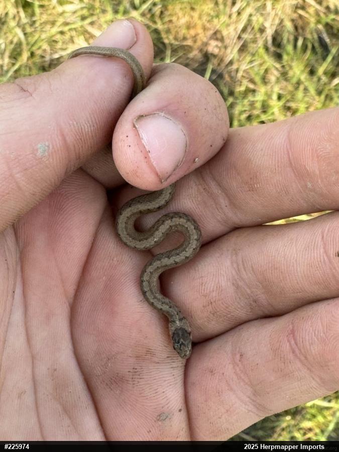 Dekay's Brownsnake