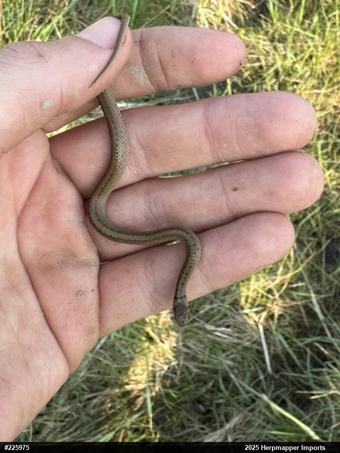 Dekay's Brownsnake