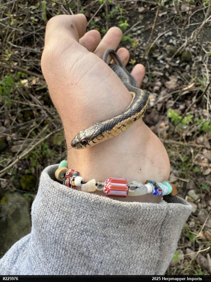 Eastern Gartersnake