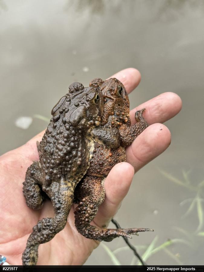 Eastern American Toad