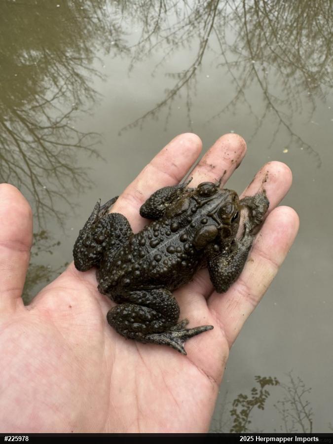 Eastern American Toad