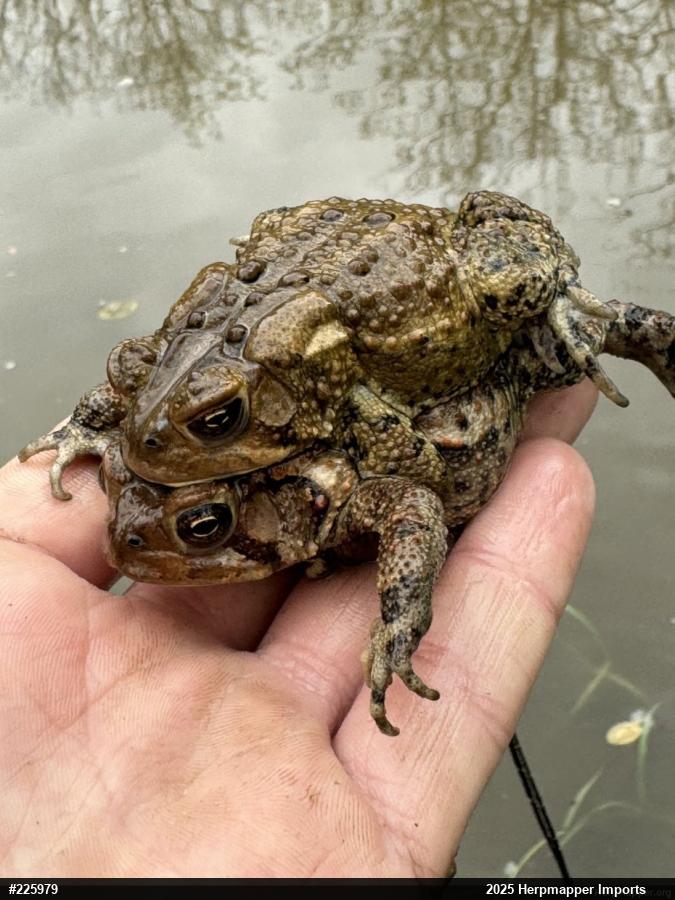 Eastern American Toad