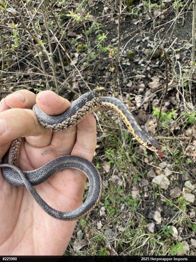 Eastern Gartersnake