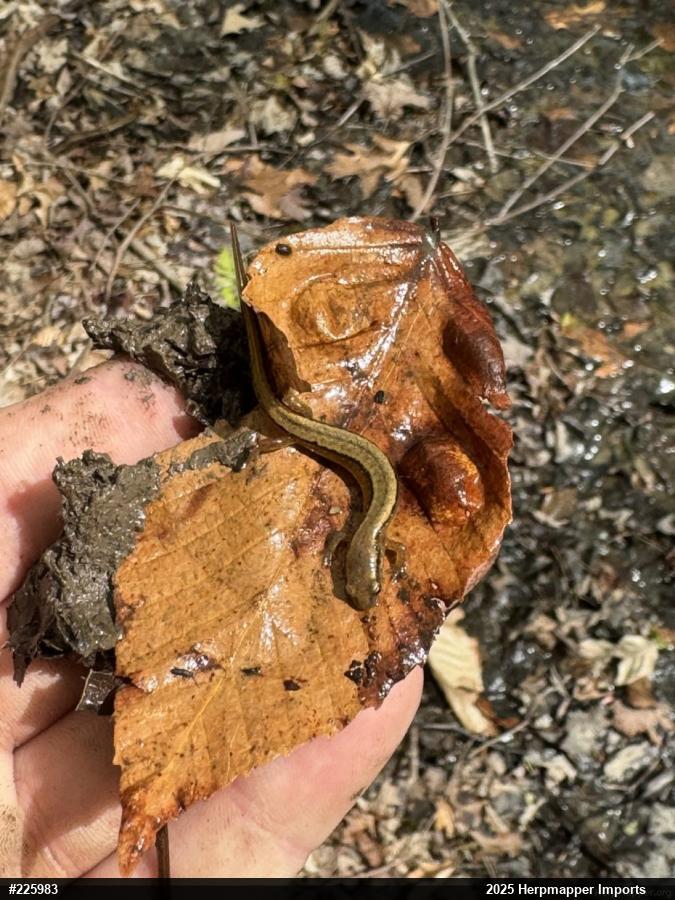 Northern Two-lined Salamander