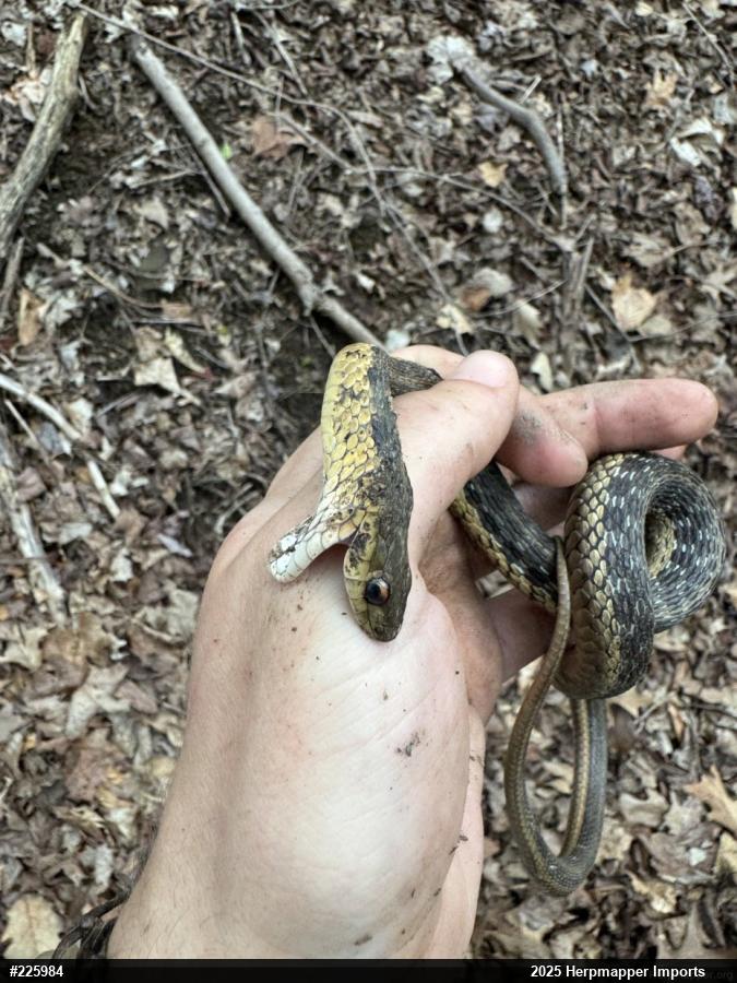 Eastern Gartersnake