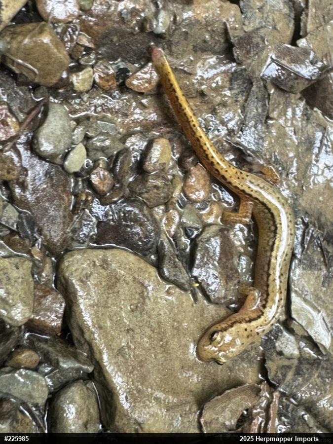 Northern Two-lined Salamander