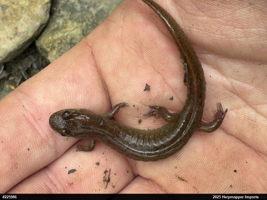 Northern Dusky Salamander