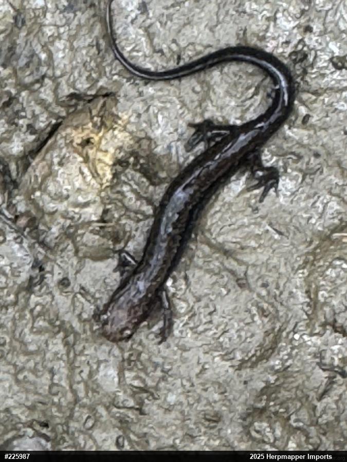 Allegheny Mountain Dusky Salamander