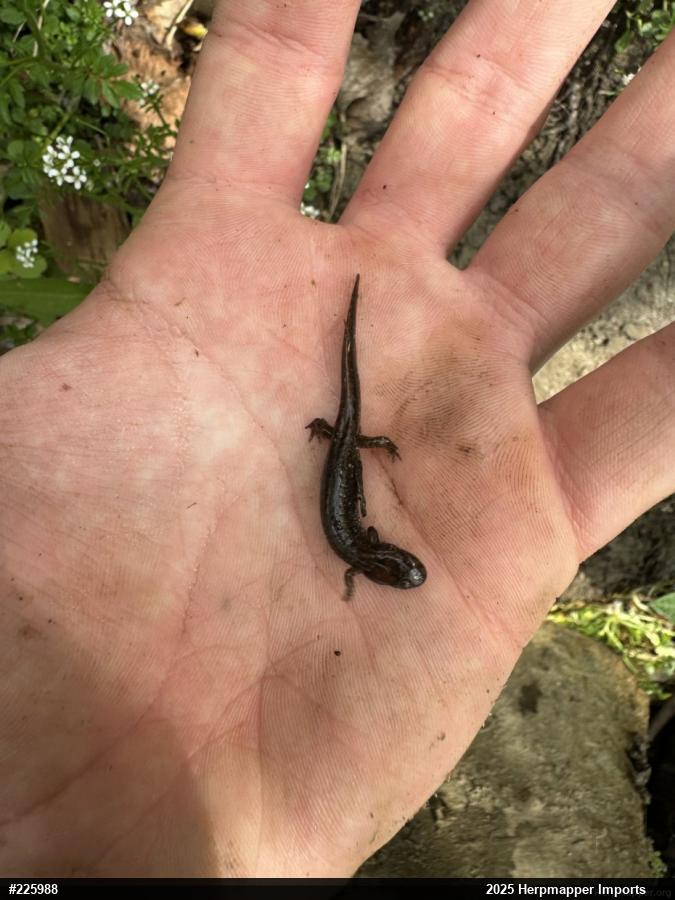 Northern Dusky Salamander